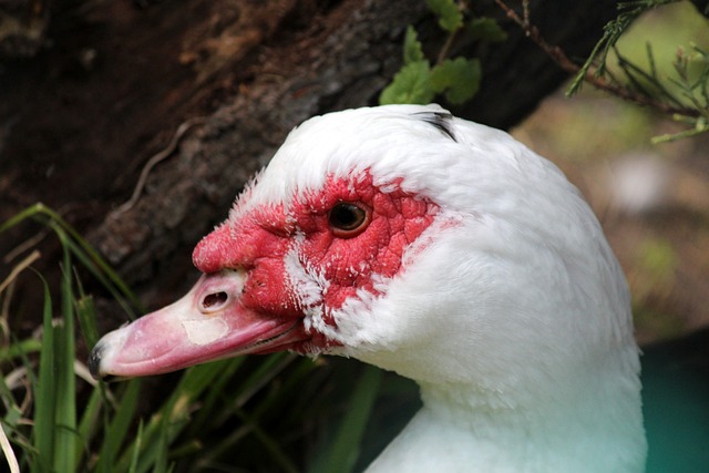 可能导致效 可能导致效